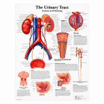 Urinary Tract Chart